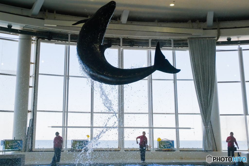 アクアワールドのショー4