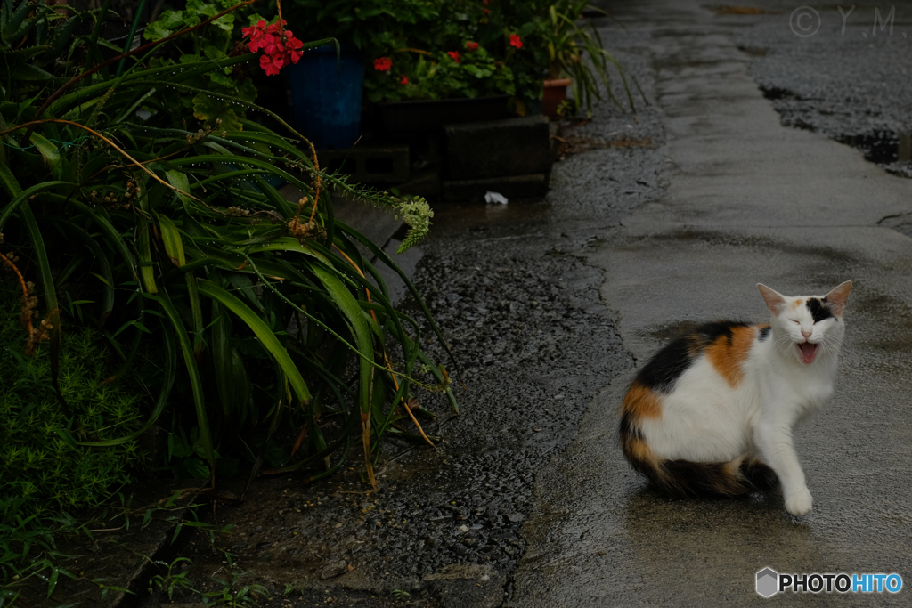 雨の日の猫1