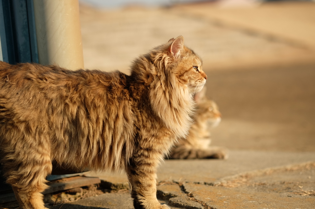 近所の野良猫26
