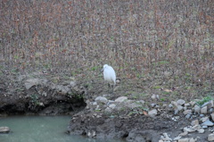 元荒川の鳥5　水面を眺めるシラサギ