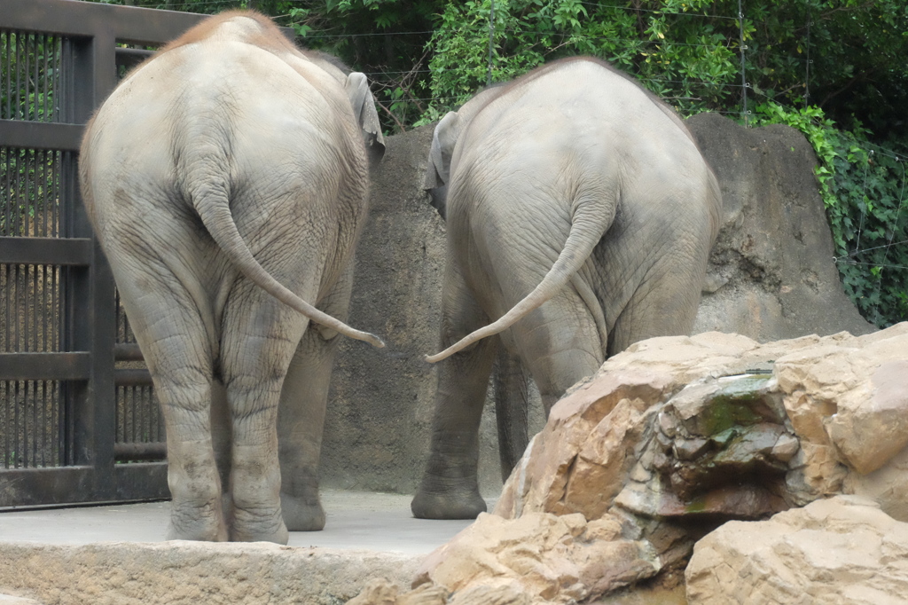 上野動物園5