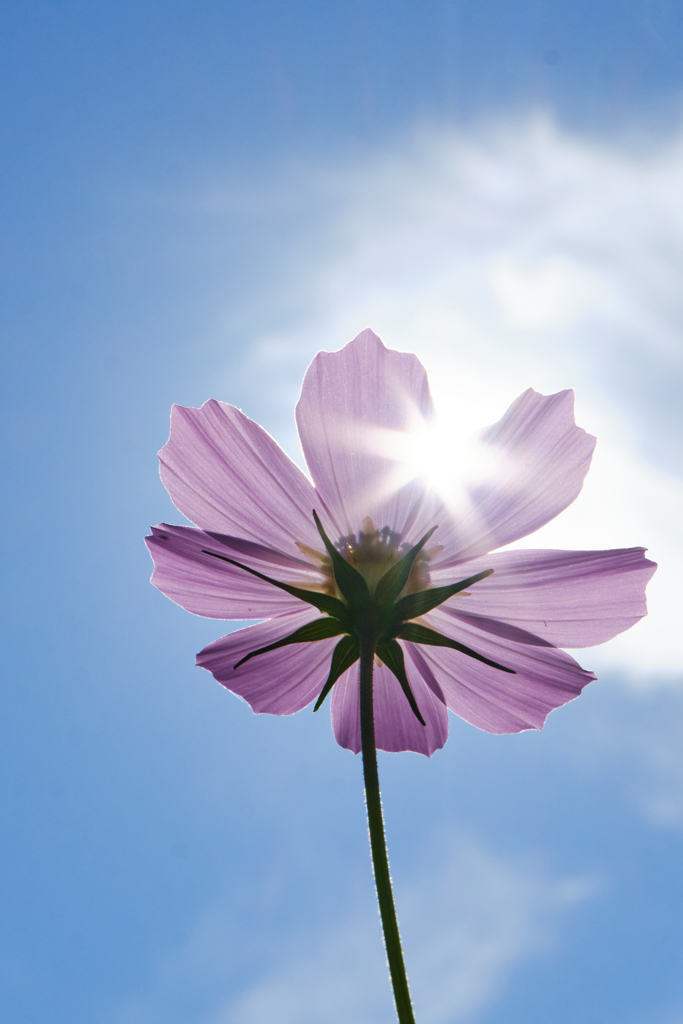 小春日和の秋桜