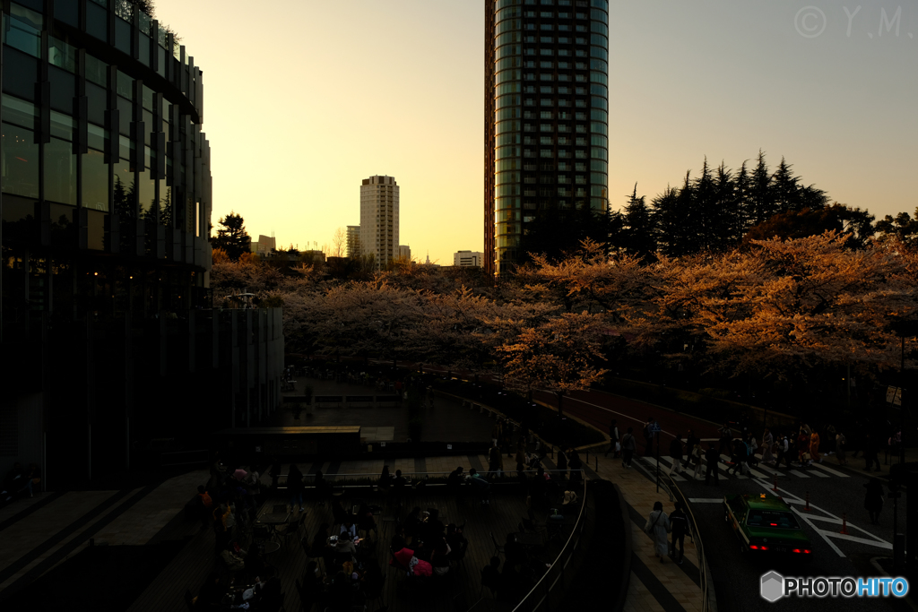 東京ミッドタウンの桜