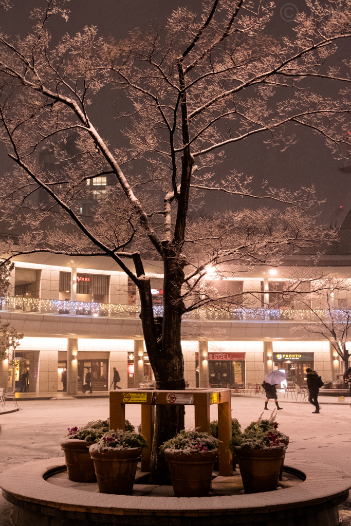 雪色の木1