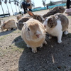 大久野島のうさぎたち1 視界いっぱいのうさぎ