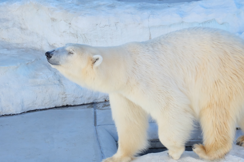 1月の上野動物園 すまし顔のシロクマ