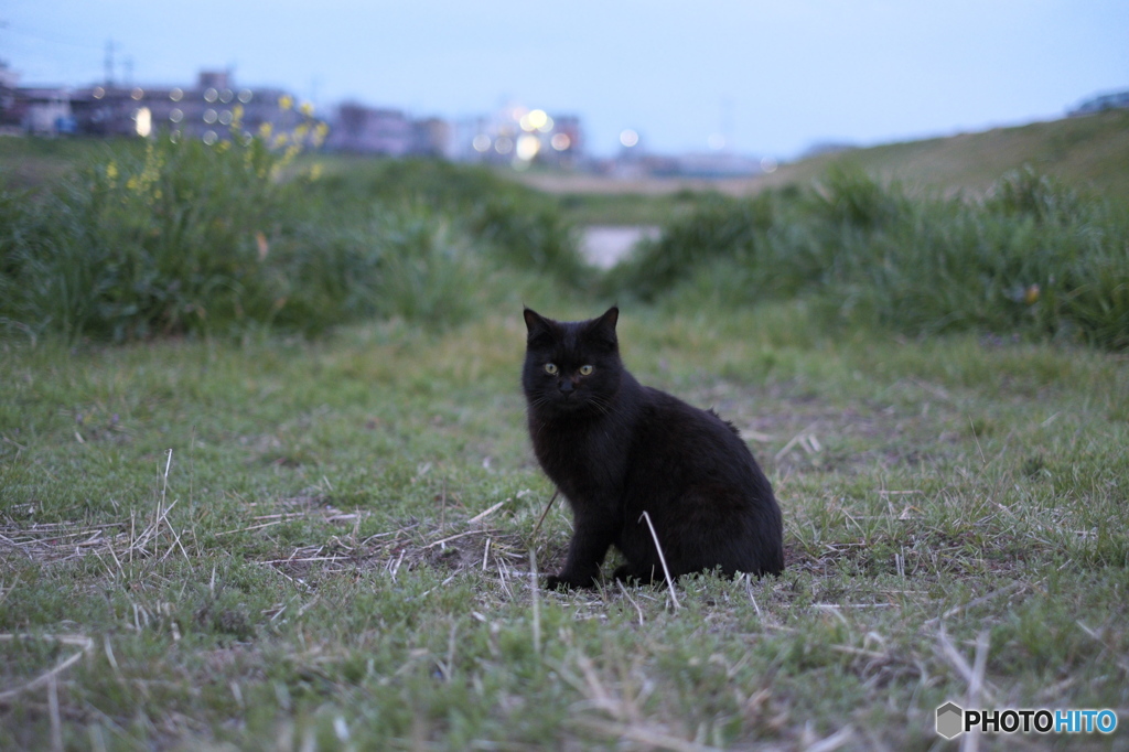 近所の野良猫58