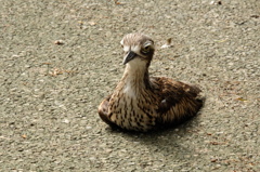 野鳥の森キャンベルタウン２