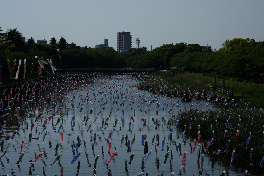 つつじが岡公園の鯉のぼり