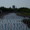 つつじが岡公園の鯉のぼり