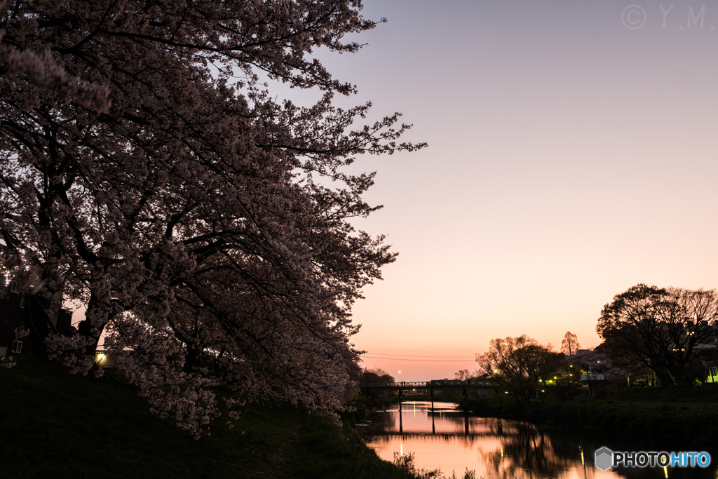 夕暮れの桜並木