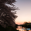 夕暮れの桜並木