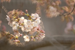 咲き始めた桜2