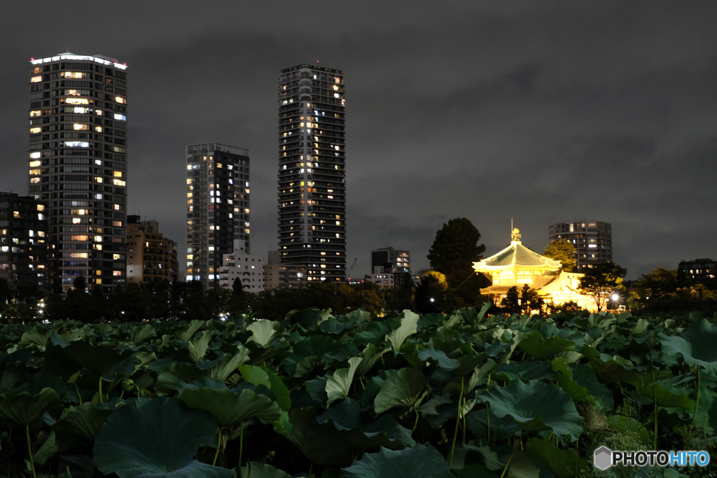 蓮と不忍池弁天堂