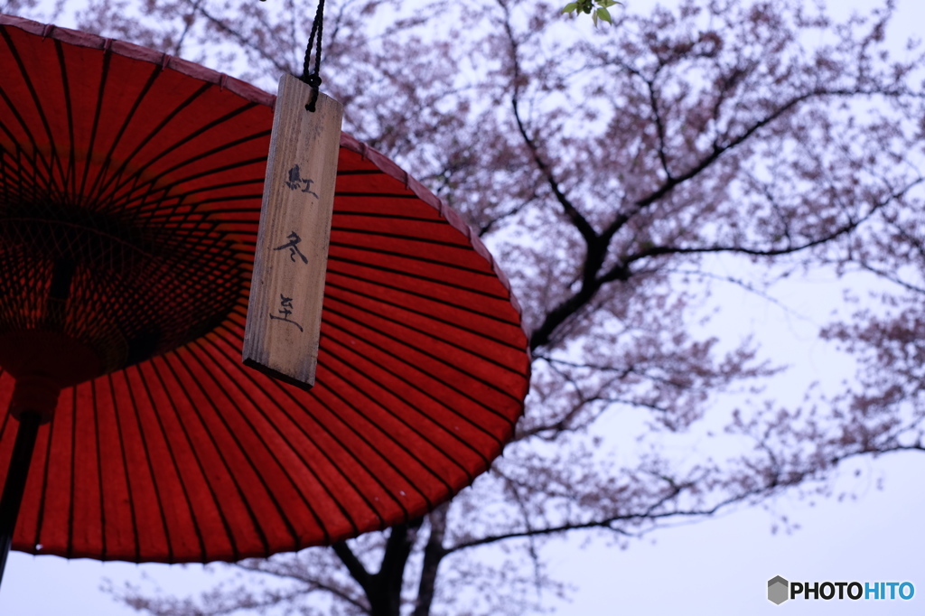 和傘と桜