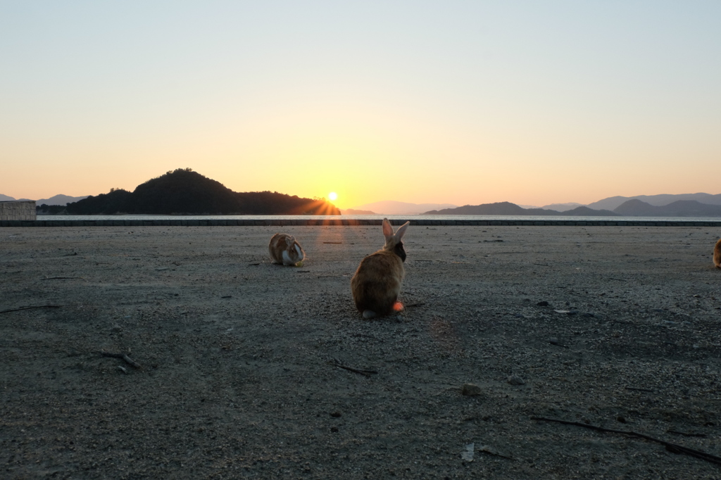 大久野島のうさぎたち16 夕日を浴びて1