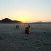 大久野島のうさぎたち16 夕日を浴びて1
