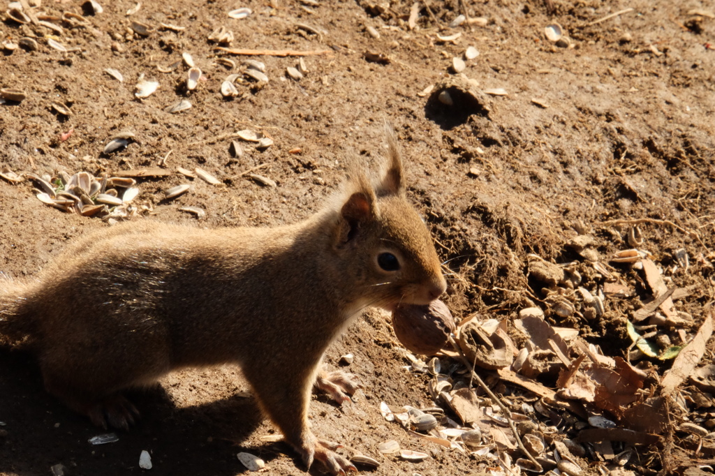 井の頭自然文化園のニホンリス2 クルミを運ぶ