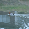 元荒川の鳥2　泳ぐカモ