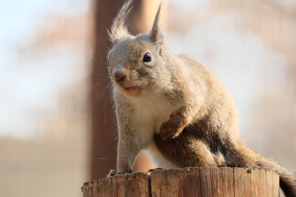井の頭自然文化園のニホンリス7 警戒する