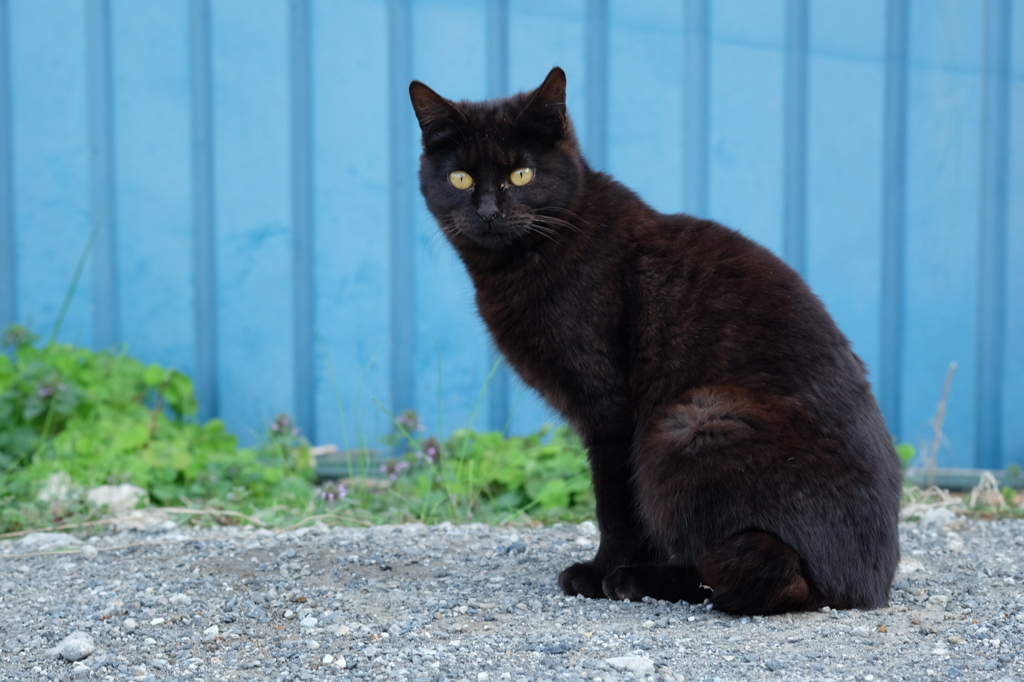 近所の野良猫33