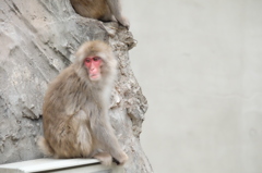 上野動物園6