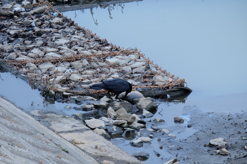 元荒川の鳥7　魚をついばむカラス