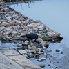 元荒川の鳥7　魚をついばむカラス