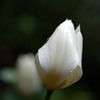 雨の日の花4 チューリップ