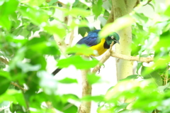 上野動物園1