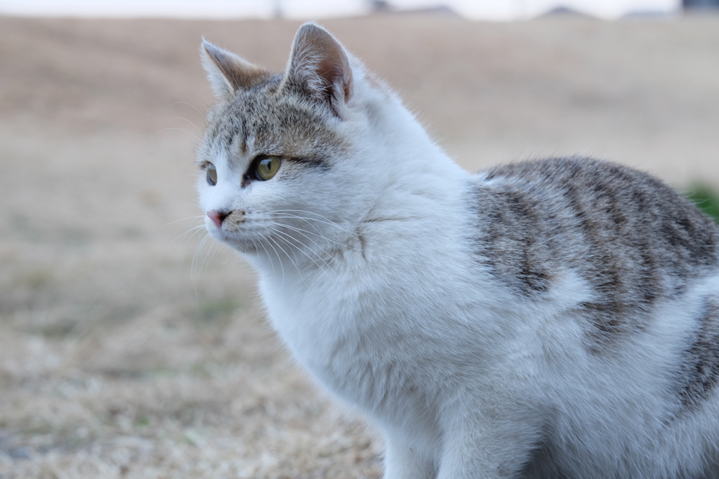 近所の野良猫8