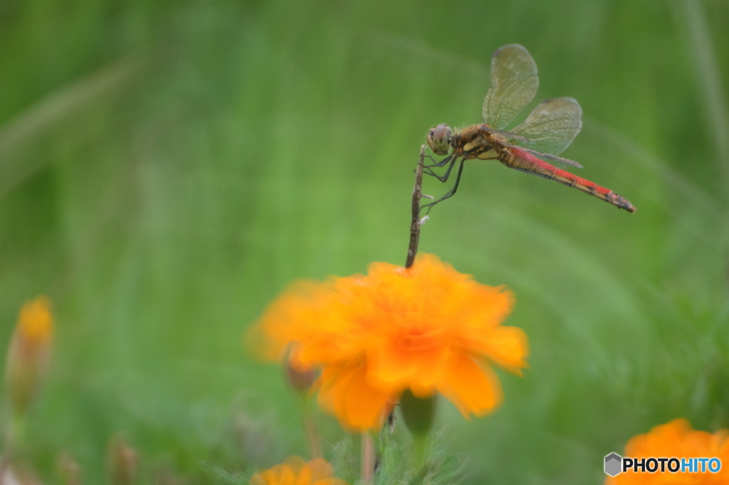 枝に止まるトンボ