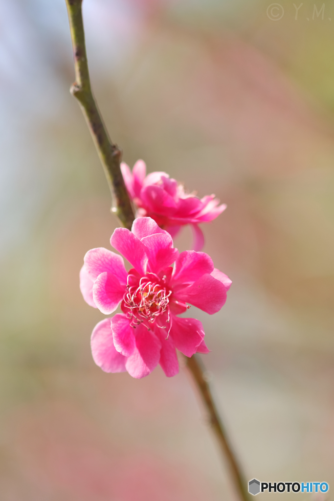 赤い梅の花