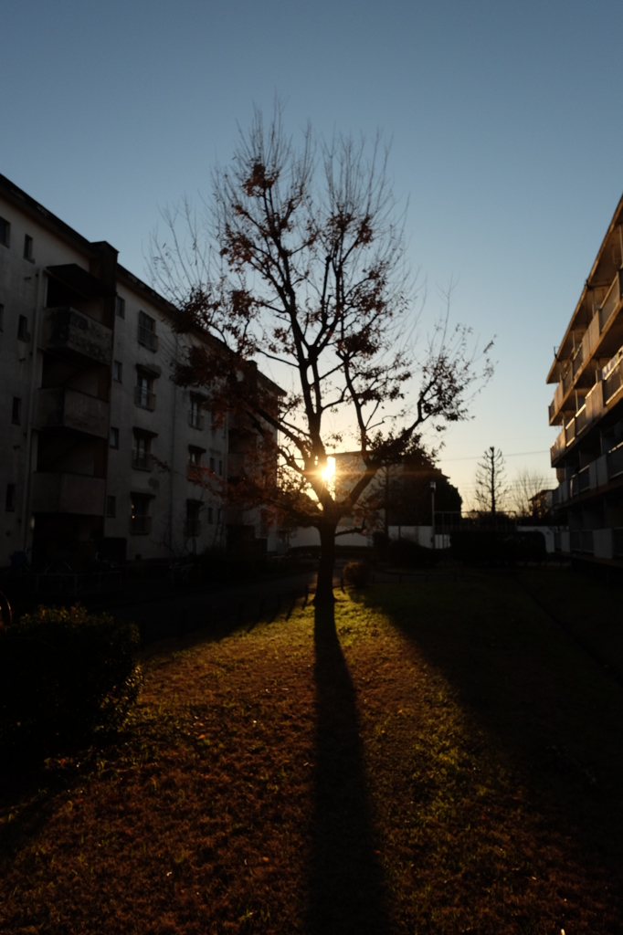 日暮れの団地　1本の木から垣間見える夕日