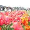 チューリップ1
