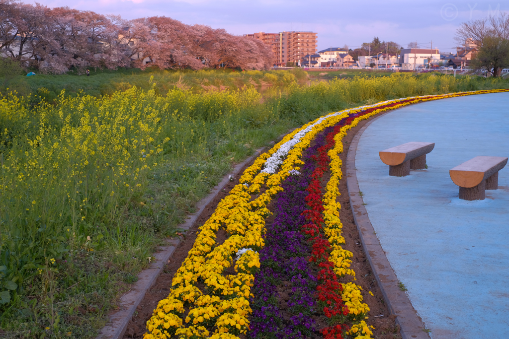 夕方の桜1