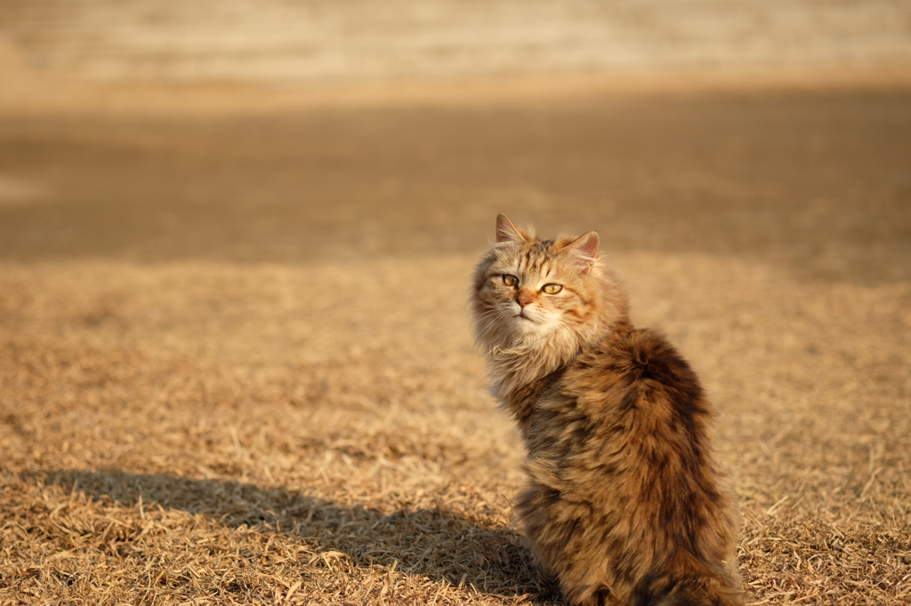 近所の野良猫27