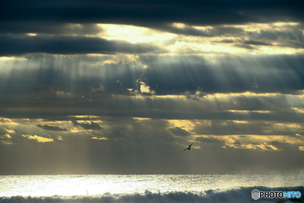 九十九里浜を飛ぶ鳥