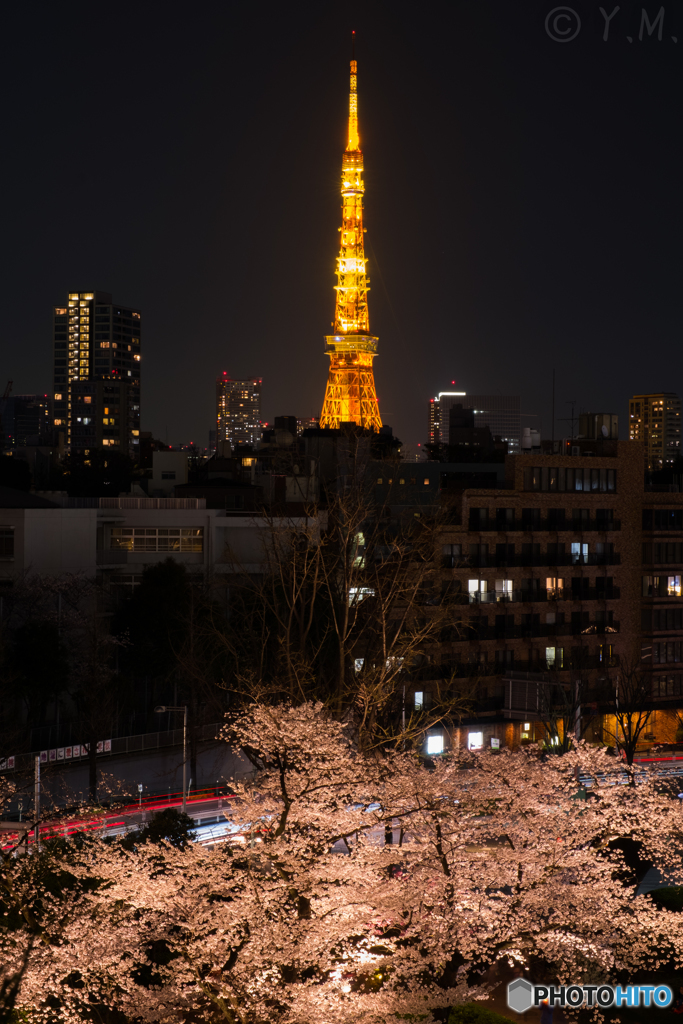 東京タワーと桜2