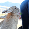 大久野島のうさぎたち6 ご飯を要求1