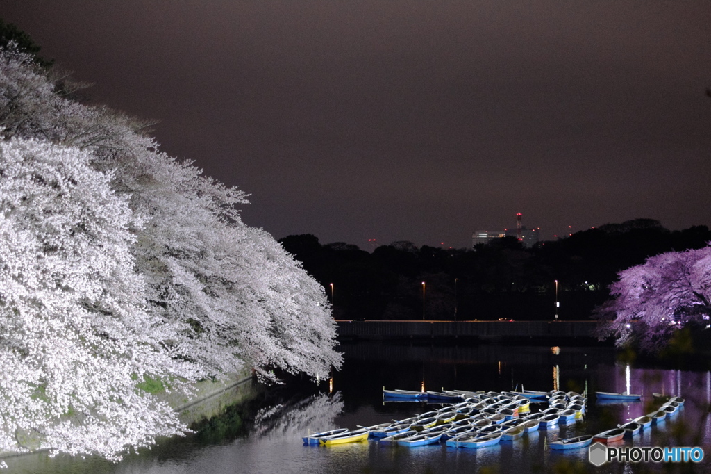 千鳥ヶ淵の桜2