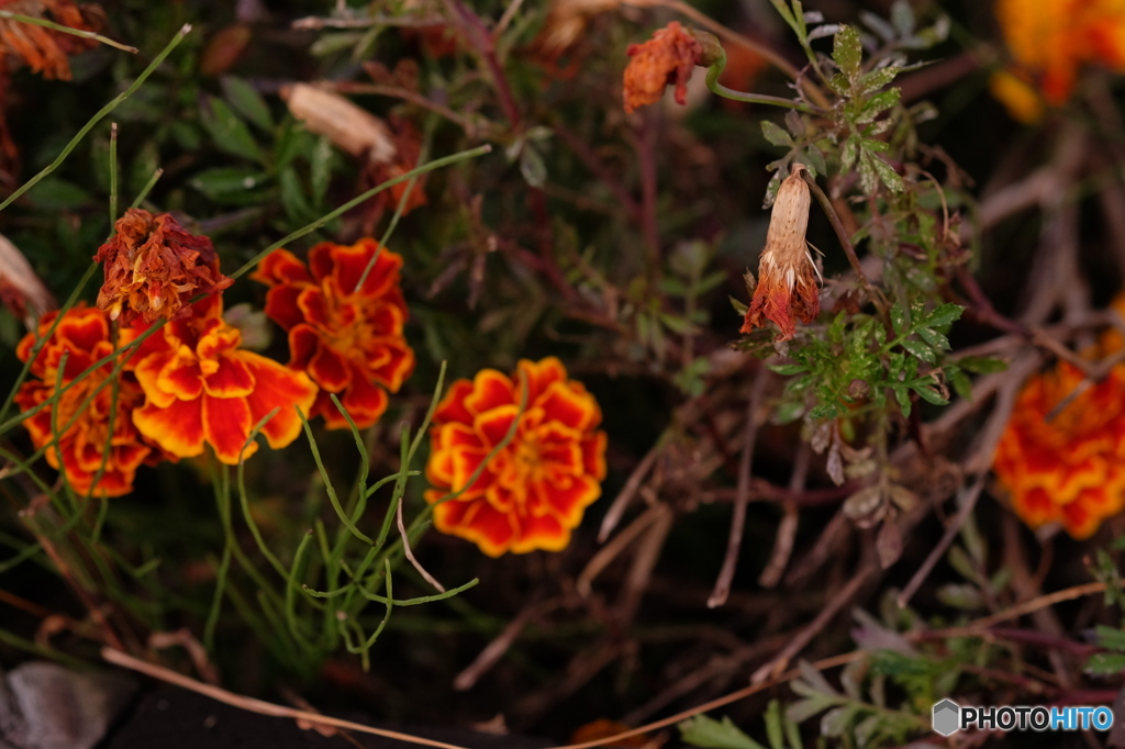 咲く花、枯れる花