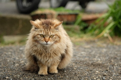 近所の野良猫22