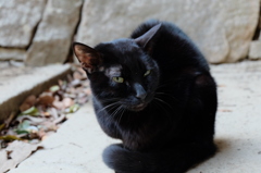 岡山城1 城に佇む黒猫
