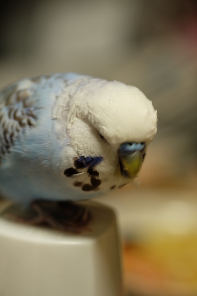 インコ