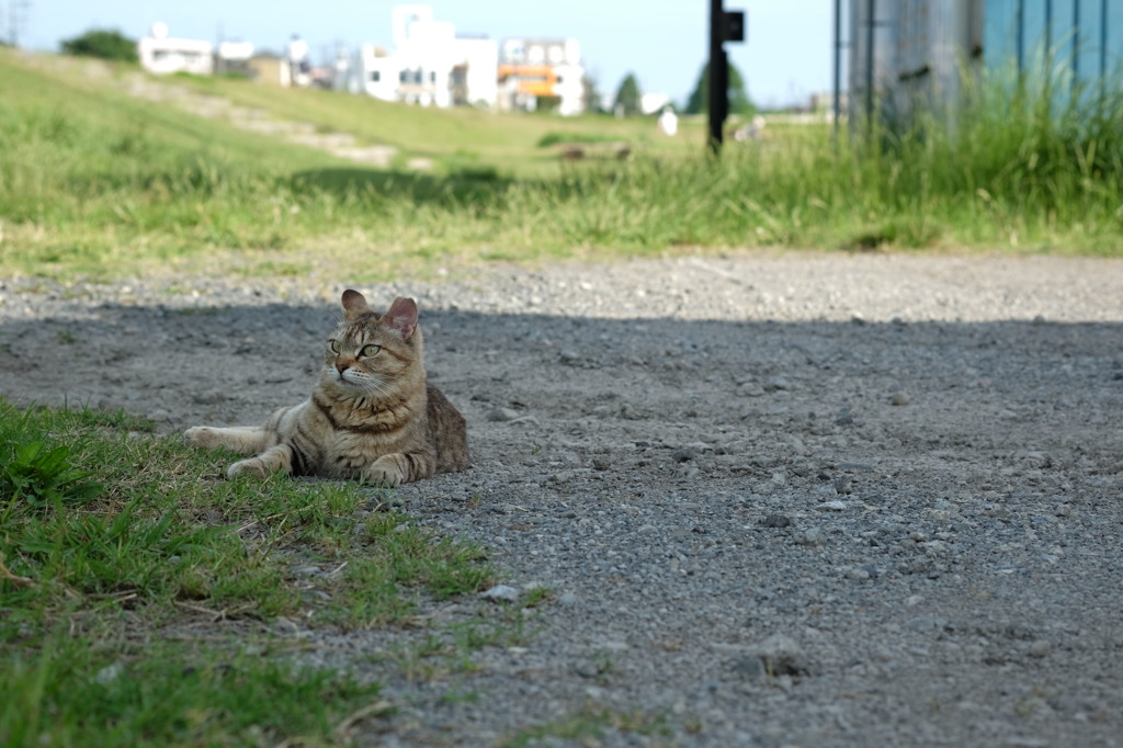 近所の野良猫47