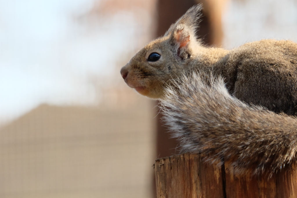 井の頭自然文化園のニホンリス6 遠くを見る