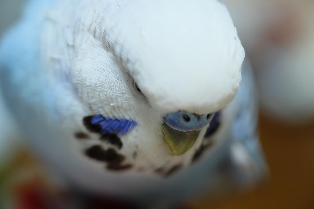 食べ物発見！した時のインコ