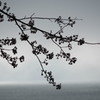 本栖湖に咲く桜のシルエット2