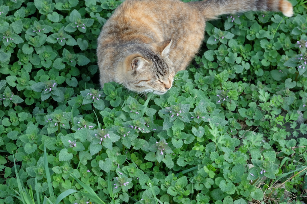 近所の野良猫34 草の中へ